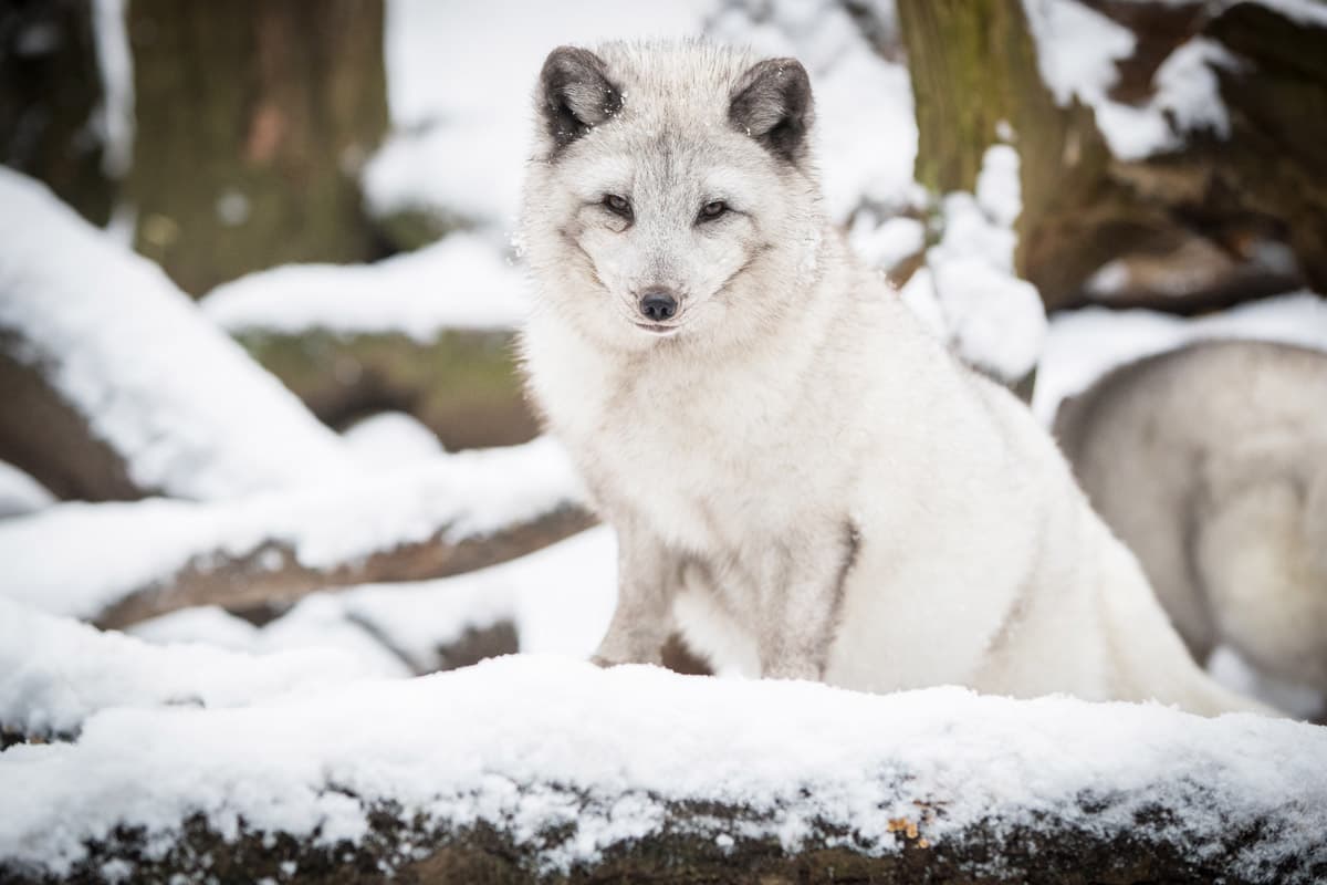 Wildpark Lüneburger Heide Polarfuchs im Winter