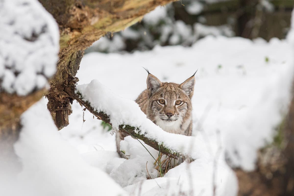 Wildpark Lüneburger Heide Luchs im Winter