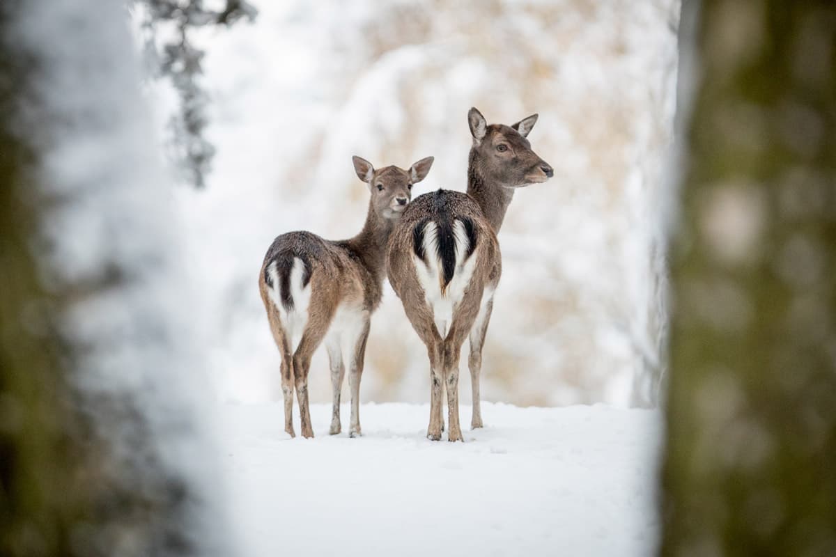 Wildpark Lüneburger Heide Damwild im Winter