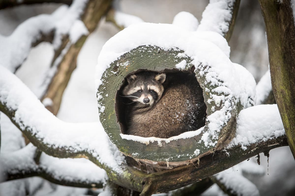 Wildpark Lüneburger Heide Waschbär im Winter