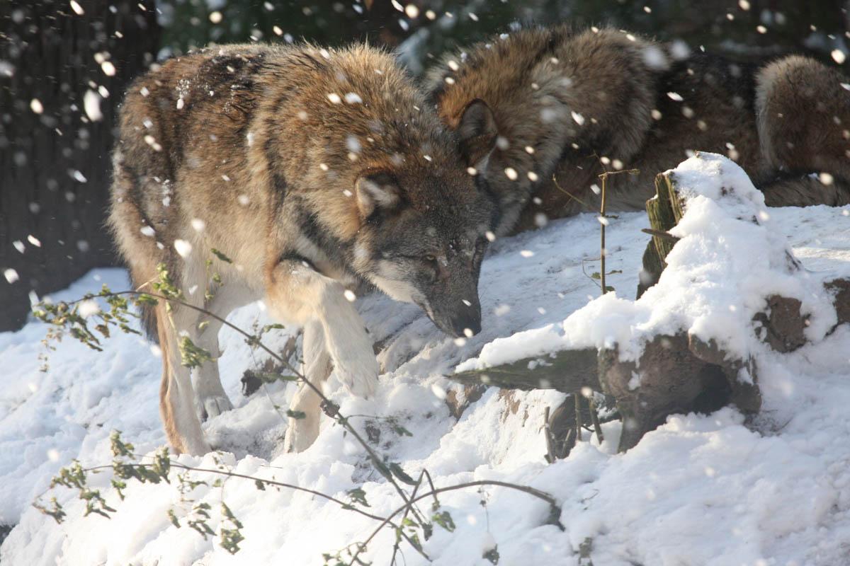 Wildpark Schwarze Berge Wolf im Winter