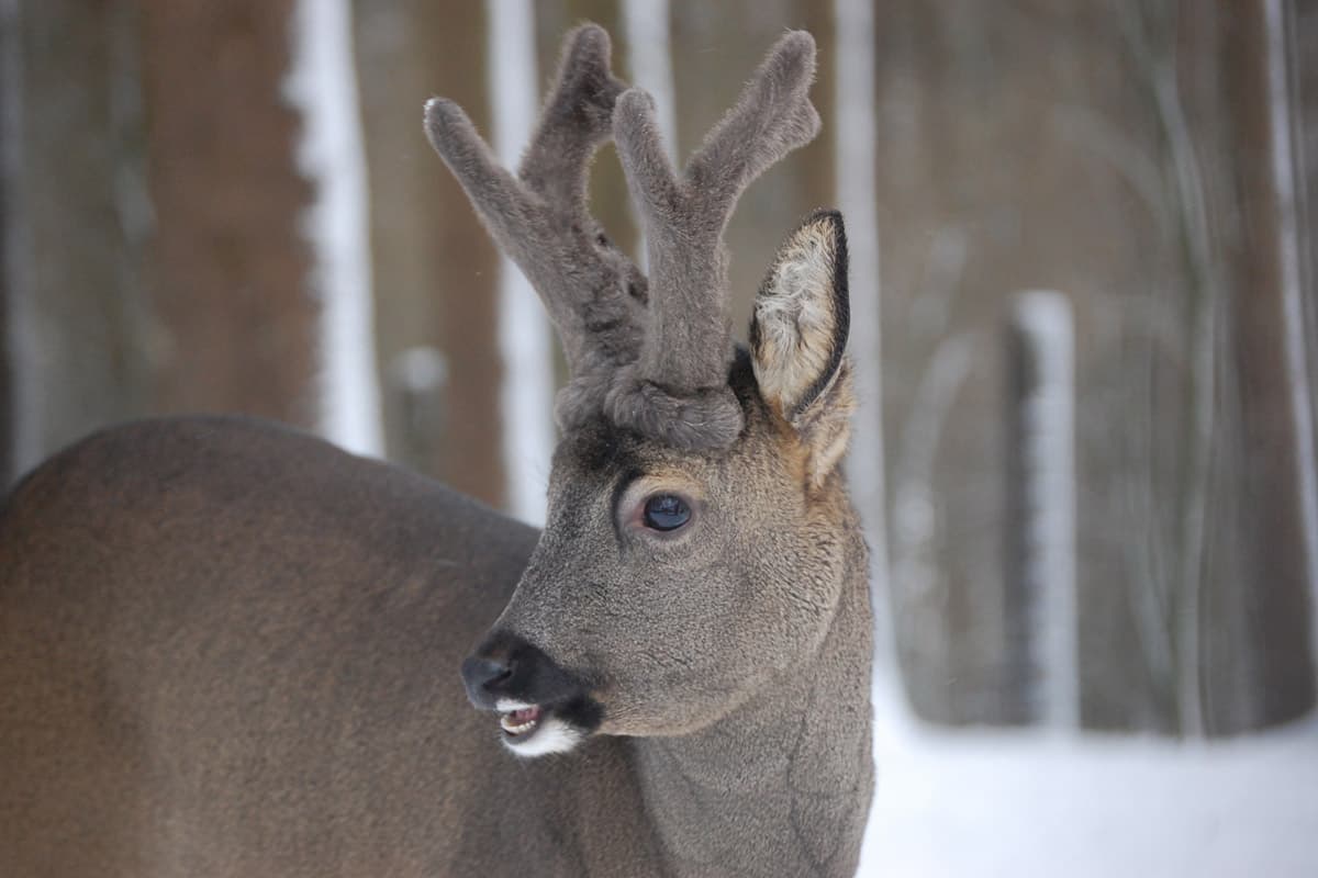 Wildpark Schwarze Berge Reh im Schnee