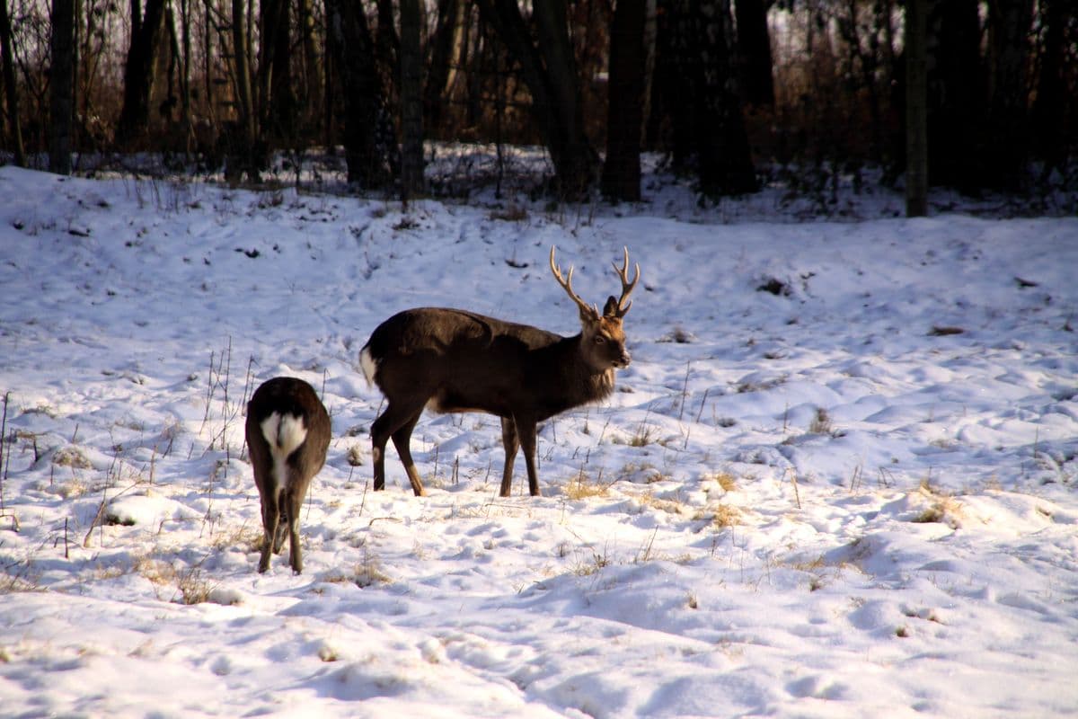 Wildpark Müden (Örtze) Rotwild im Winter