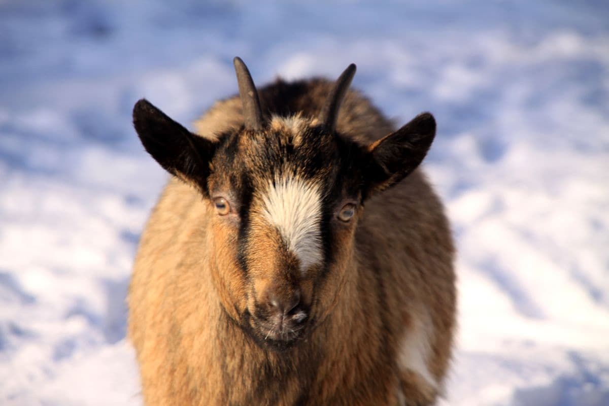 Wildpark Müden (Örtze) Ziege im Winter