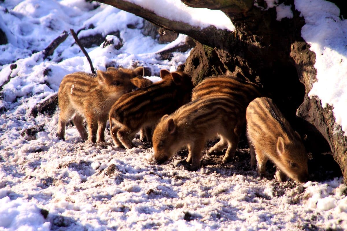 Wildpark Müden (Örtze) Frischlinge im Winter