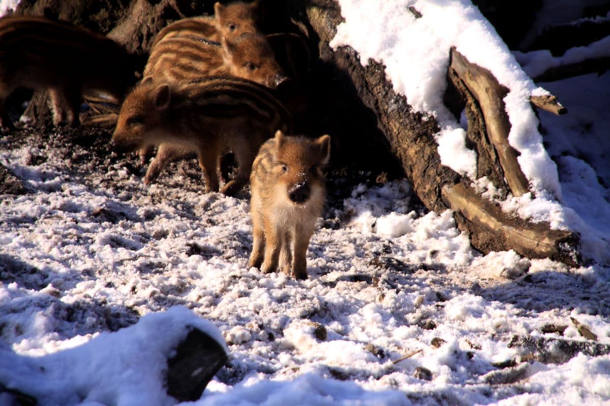 Wildpark Müden (Örtze) Frischlinge im Winter