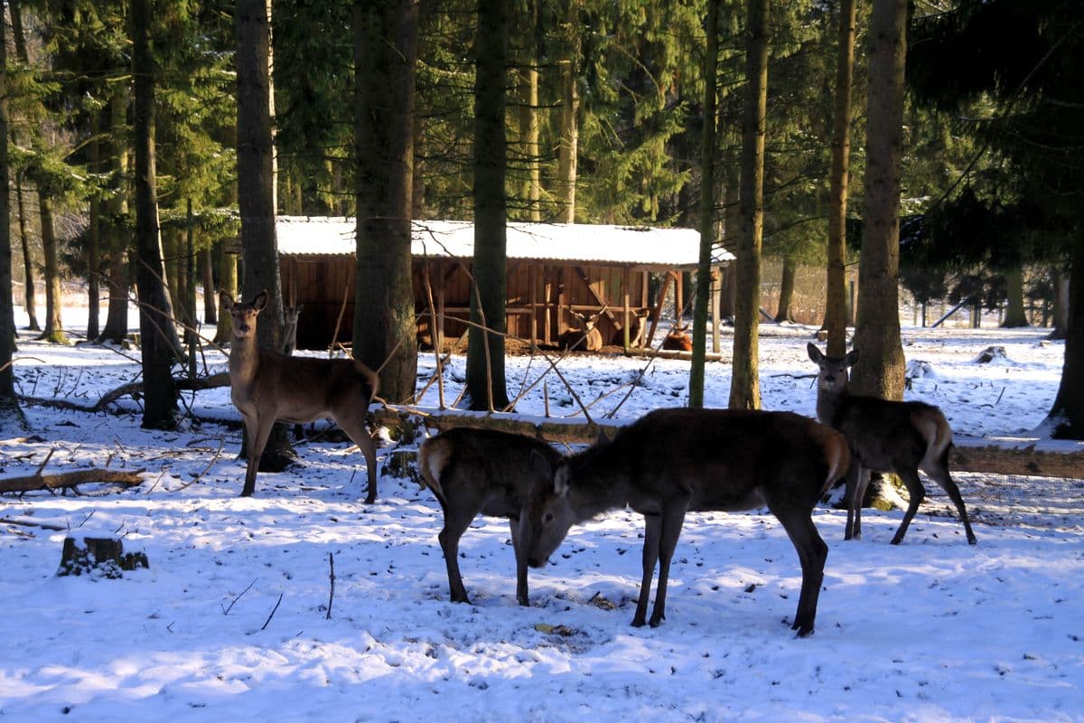 Wildpark Müden (Örtze)