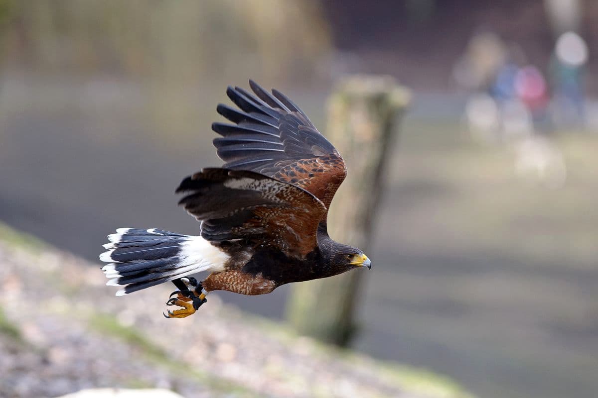 Wildpark Müden (Örtze) Lüneburger Heide im Winter