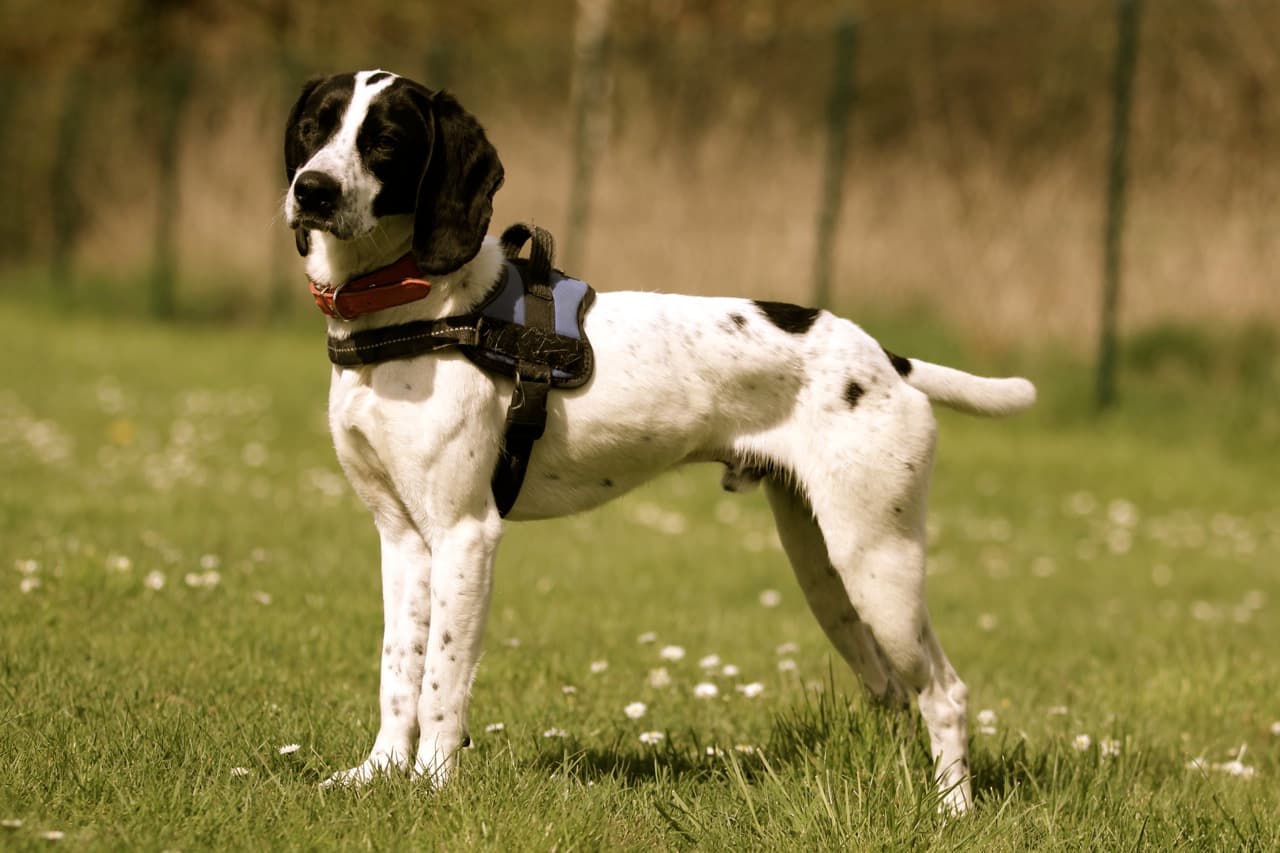 Holidays with dogs - fenced grounds