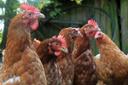 Hühner auf dem Ferienhof Scholbe