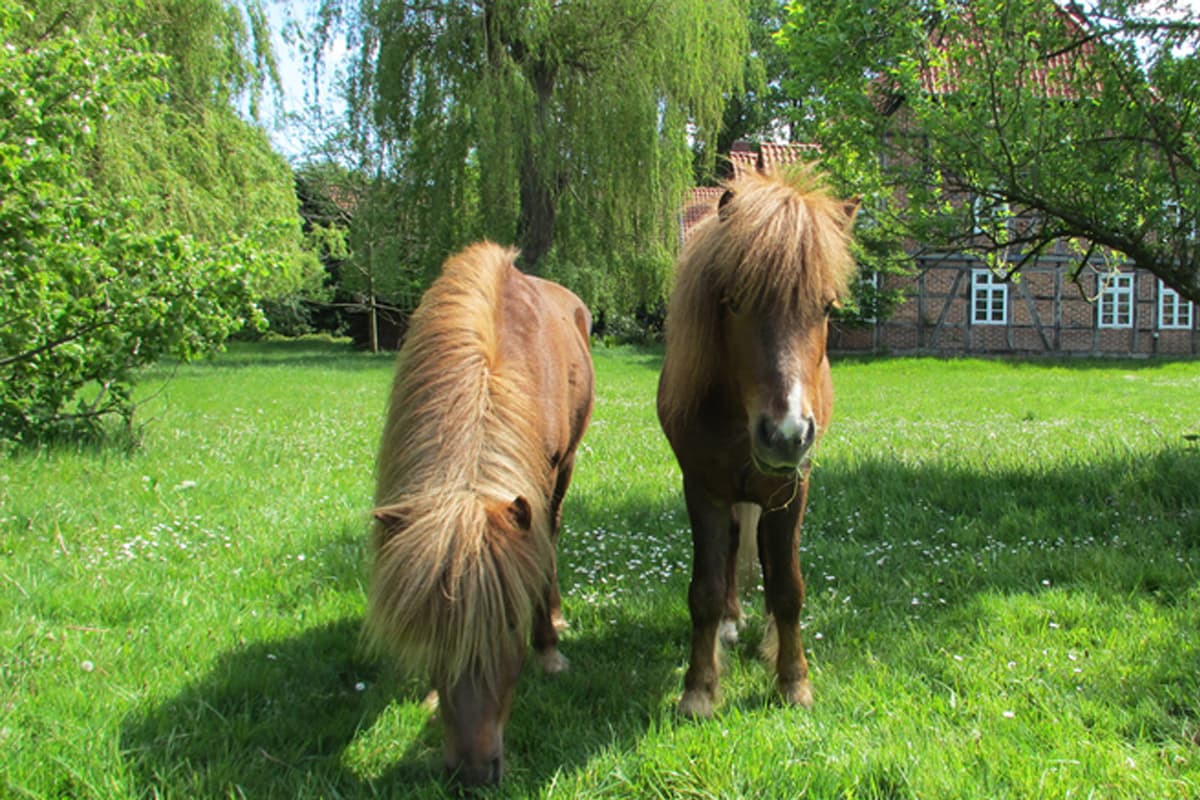 Ponys - Ferienwohnung Henneken Hüs