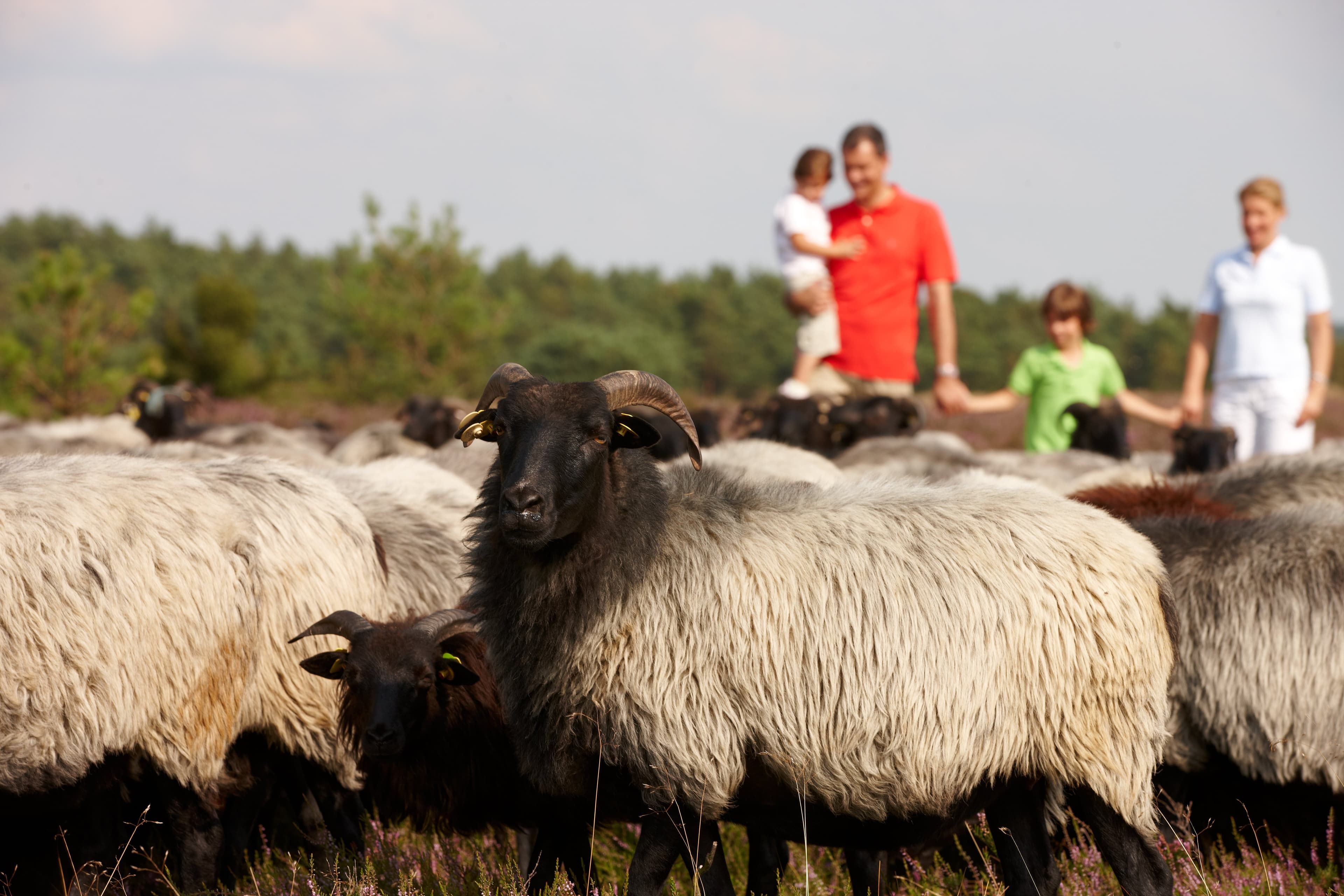 EIne Familie trifft auf Heidschnucken.