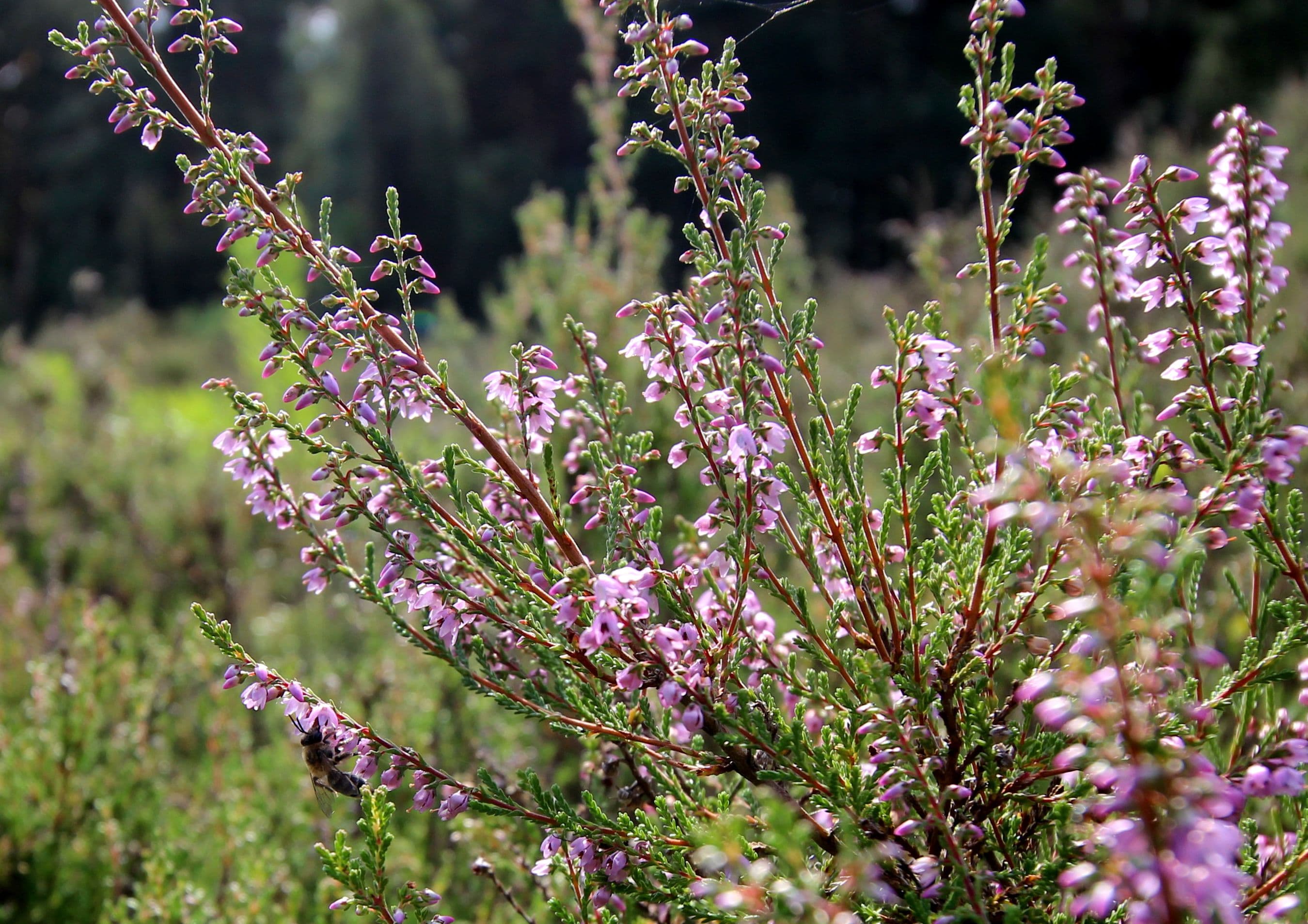 Honigbiene in der Südheide