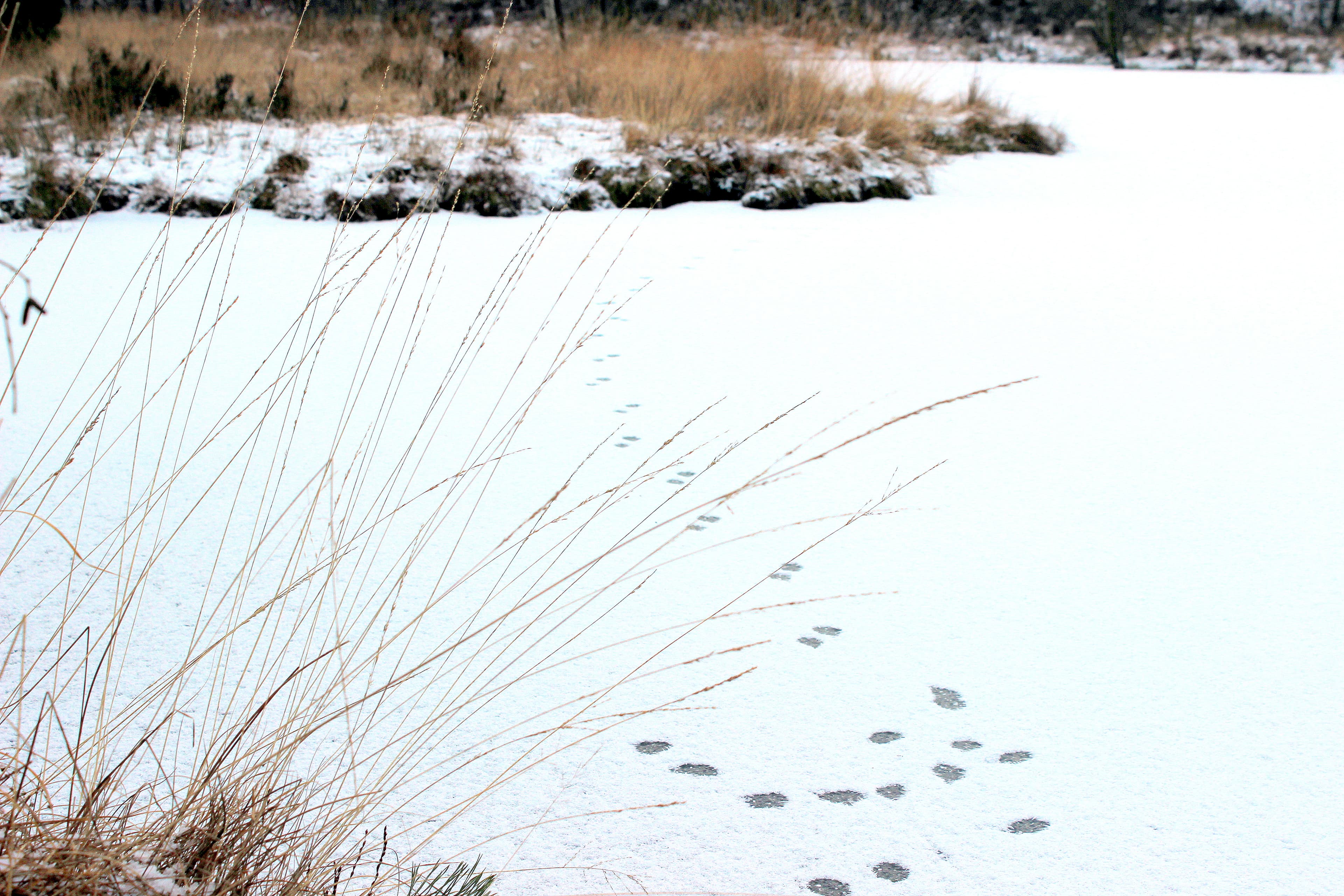 Tierspuren im Schnee im Winter in der Lüneburger Heide