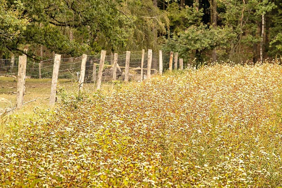 Buchweizen Anbau in der Lüneburger Heide