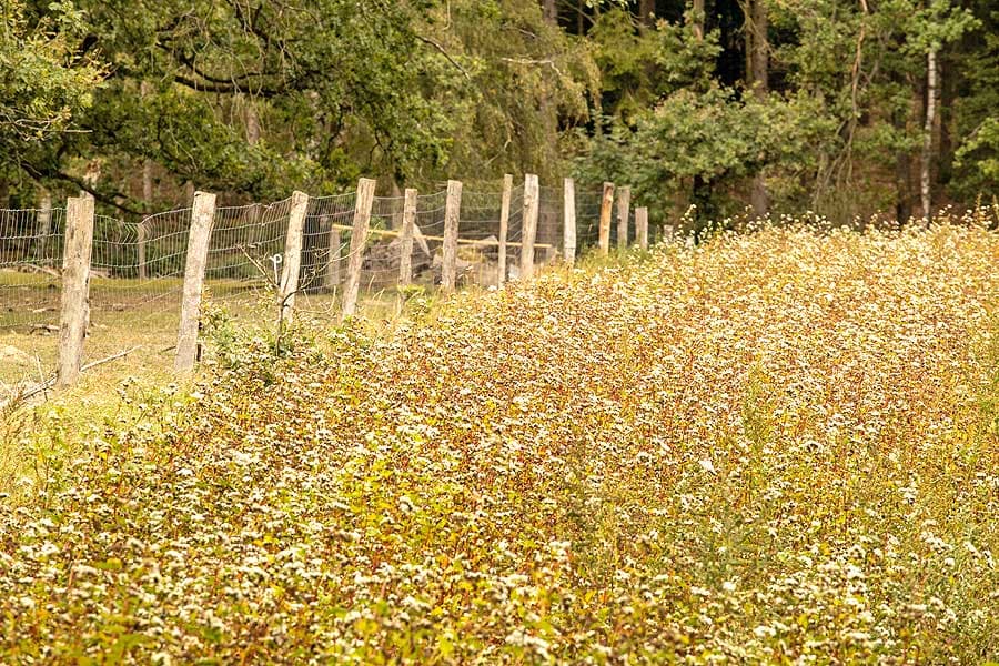 Buchweizenfeld in der Lüneburger Heide