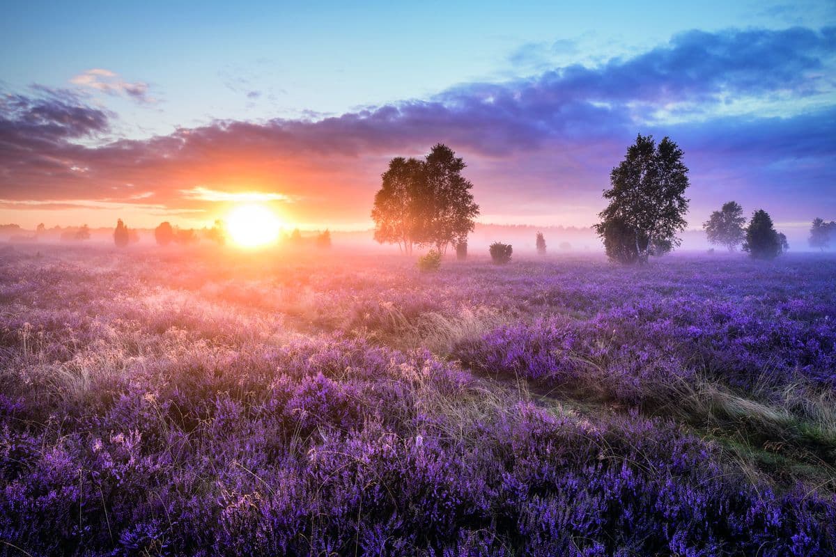 Sonnenaufgang im Wacholderwald Schmarbeck