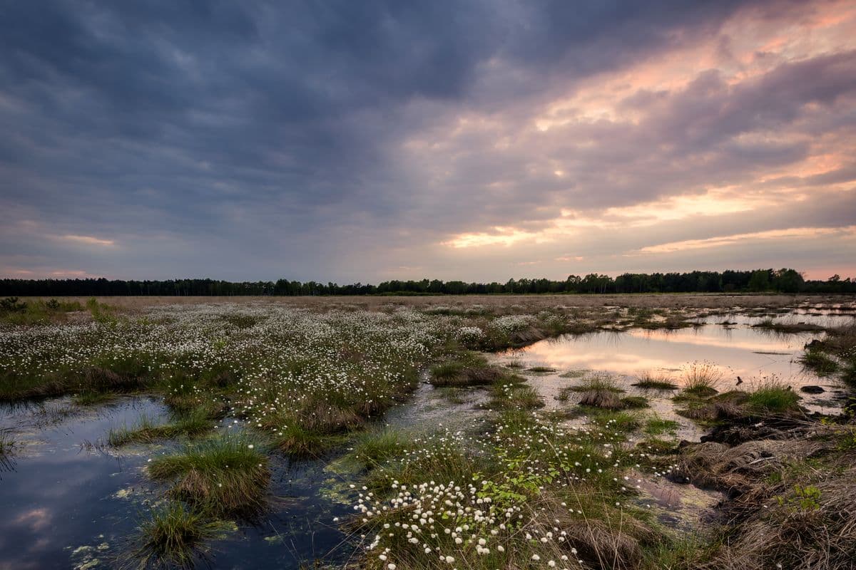 Becklinger Moor bei Becklingen