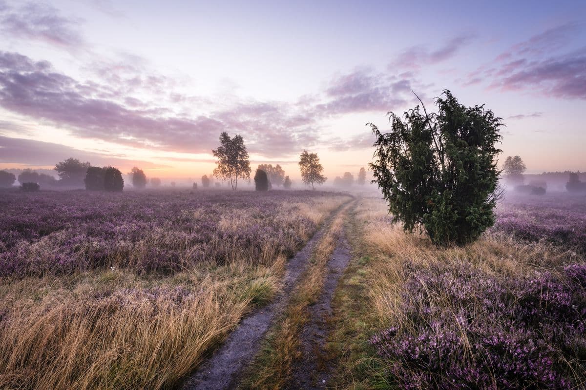 Sonnenaufgang im Wacholderwald Schmarbeck