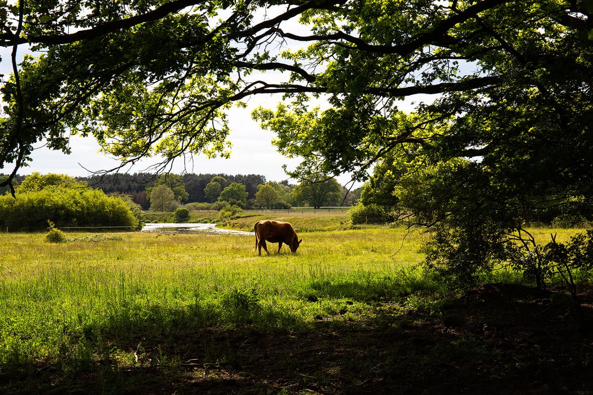 W4 an der Osterloher Wehranlage