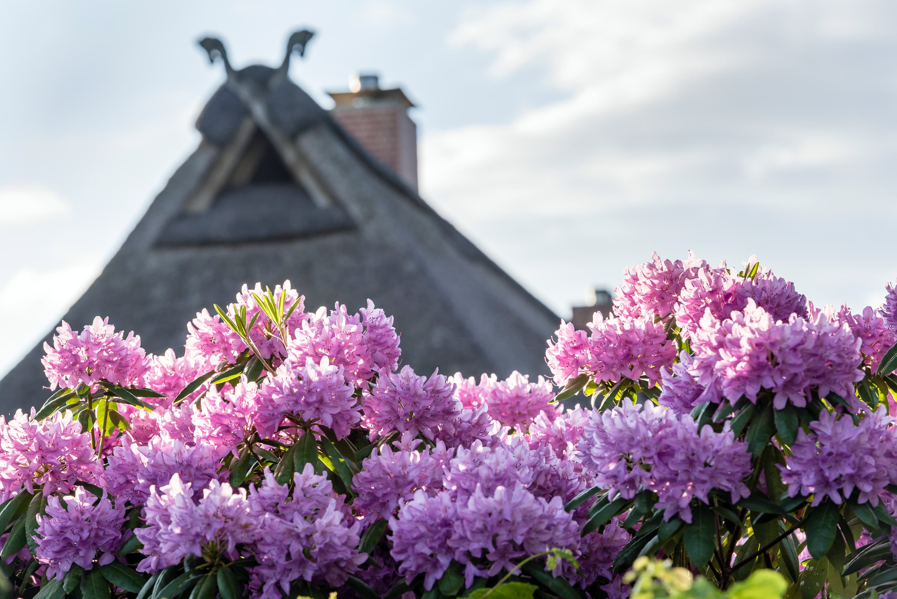 Presse Bild Frühling Lüneburger Heide Azaleen lila FAchwerk