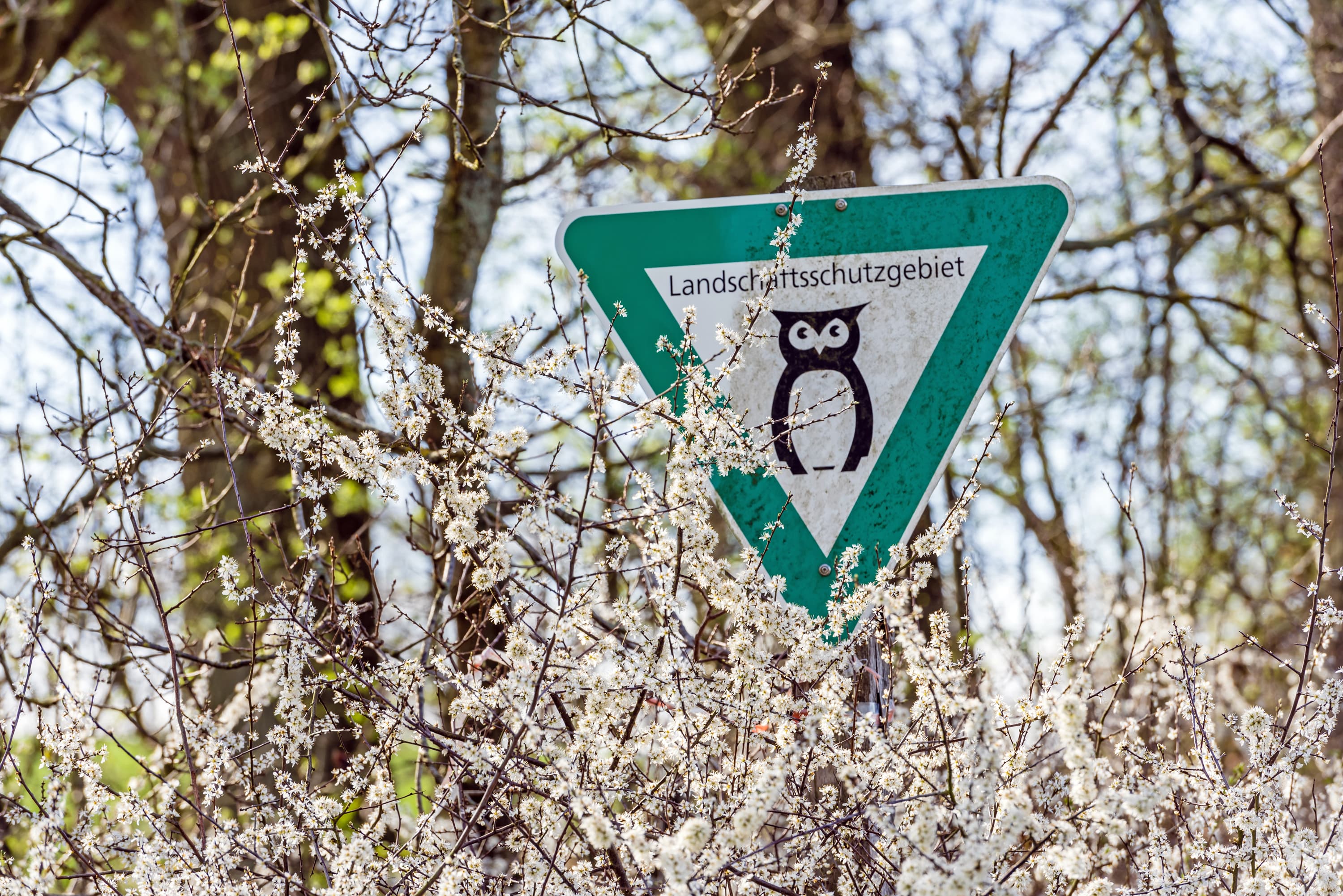 Presse Bild Frühling Lüneburger Heide Natur erwacht