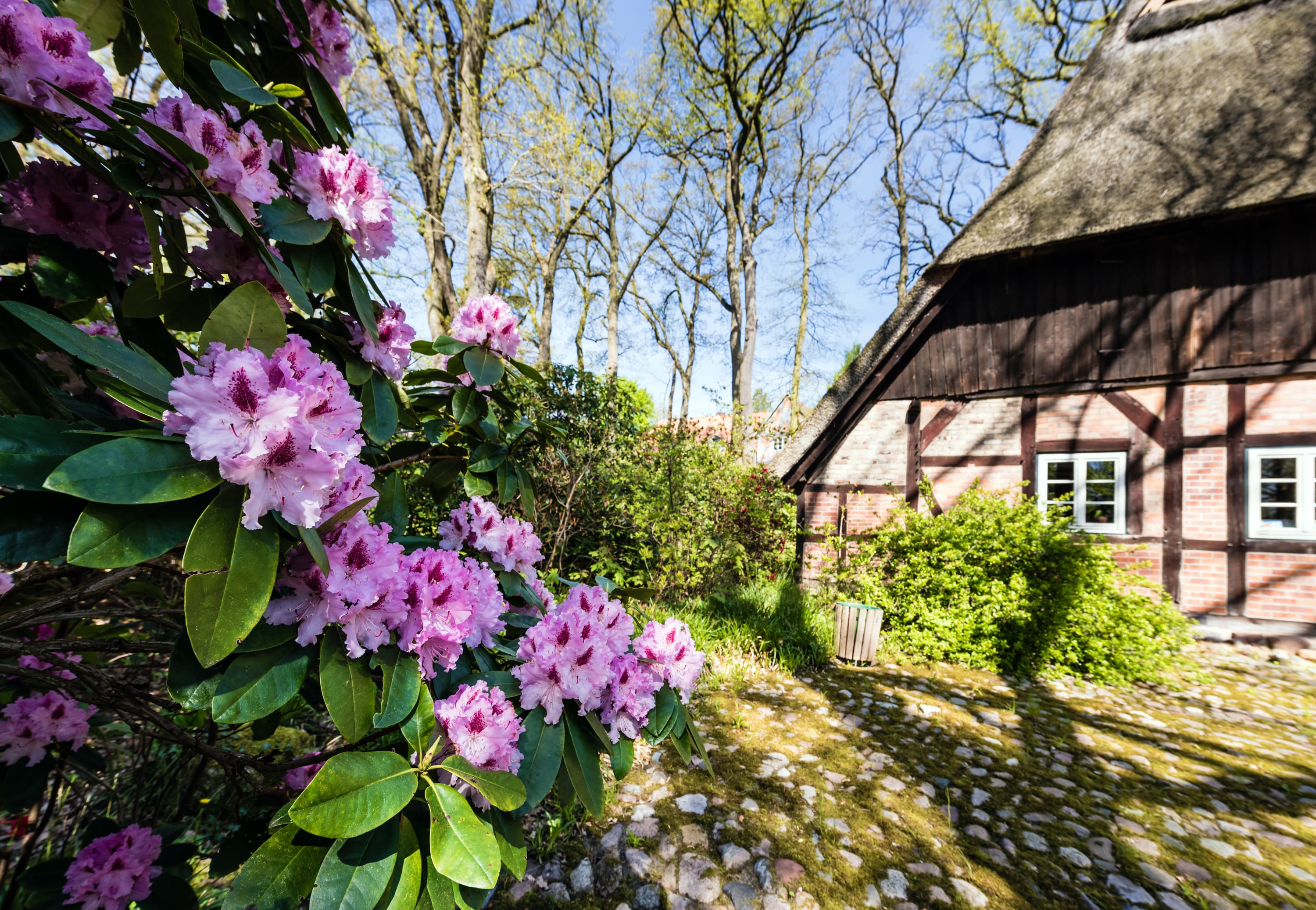 2006-Fruehling-Lueneburger-Heide-Fachwerkhaus-Azaleen-lila.jpg