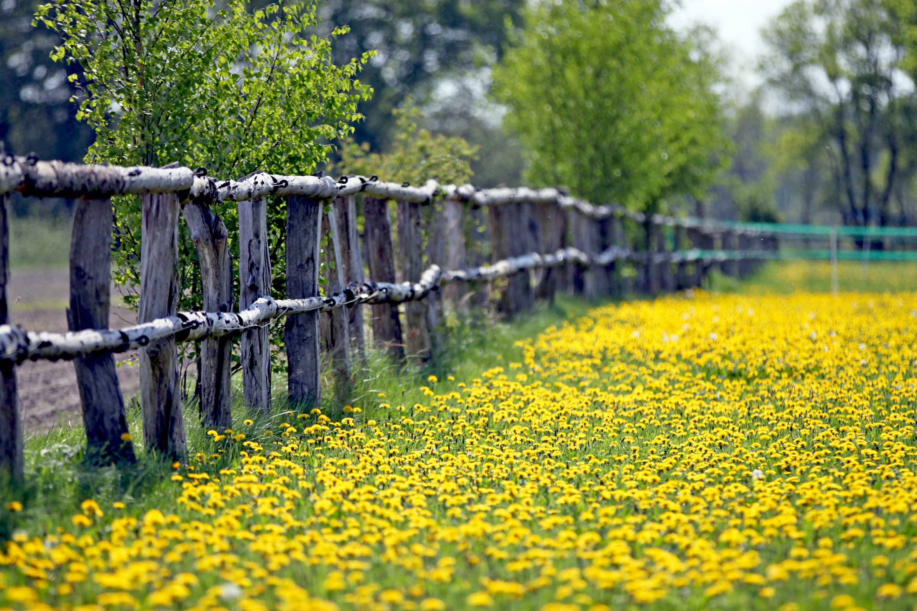Presse Bild Frühling Lüneburger Heide Blumen Aller Leine Tal Fluss