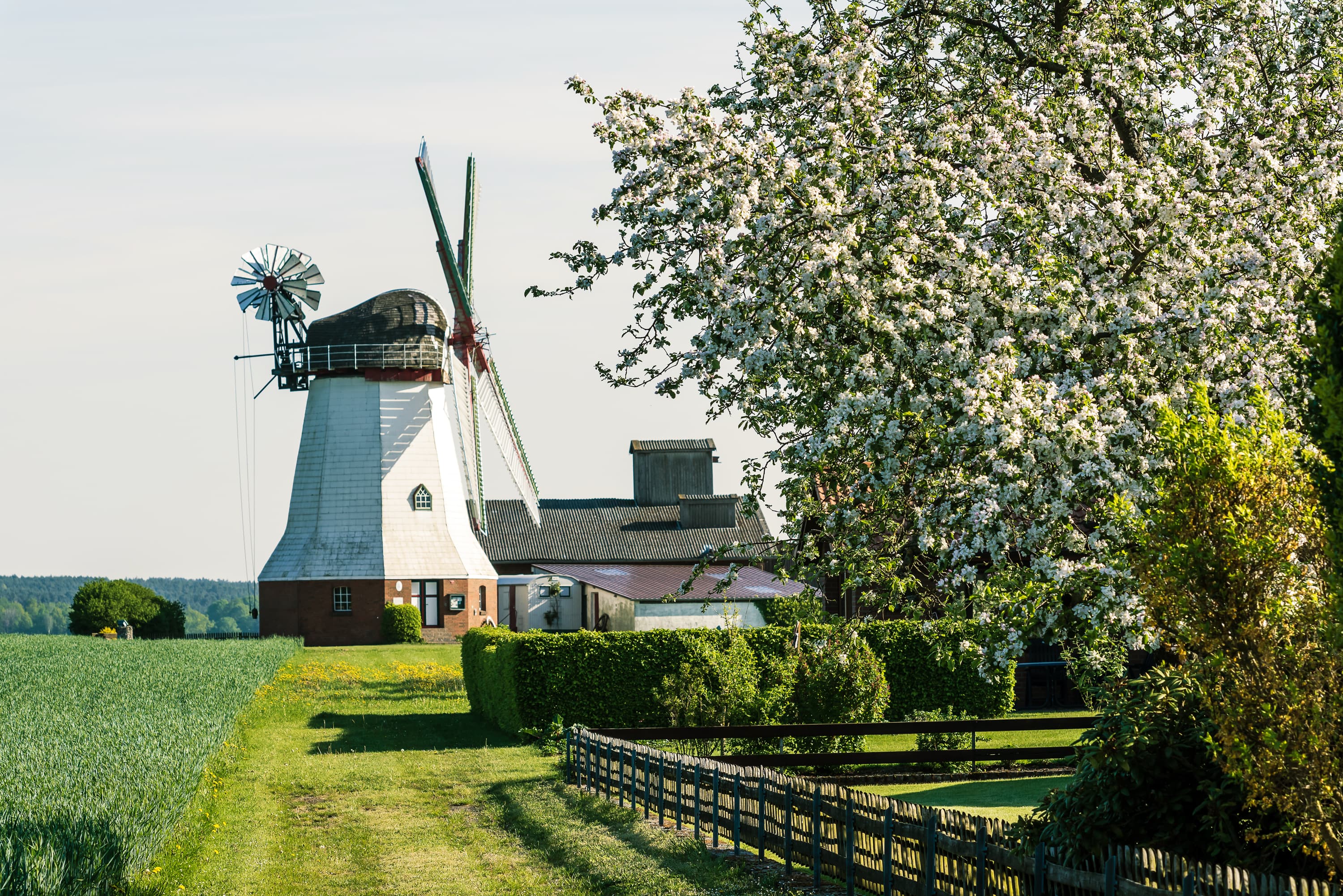 Presse Bild Frühling Lüneburger Heide Mühle
