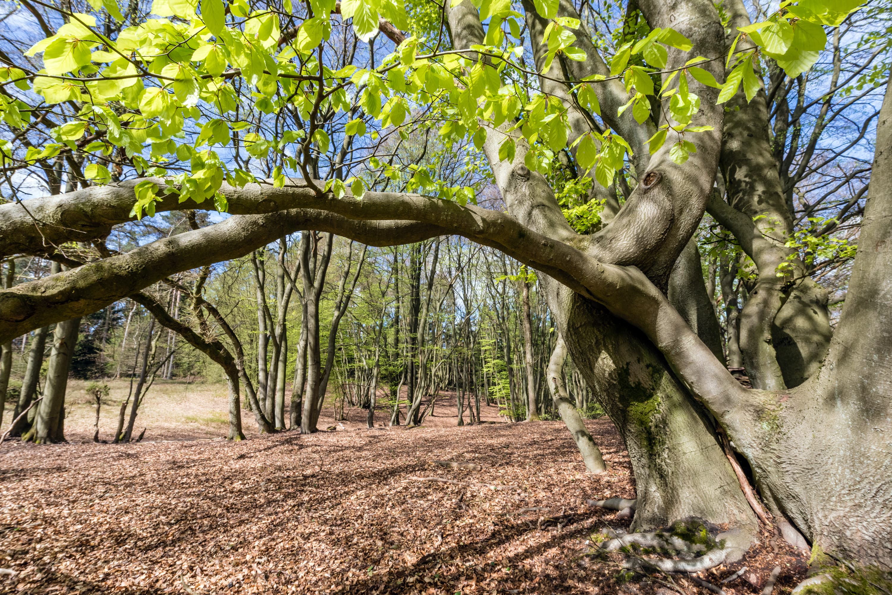 Presse Bild Frühling Lüneburger Heide Wald grün frische Blätter