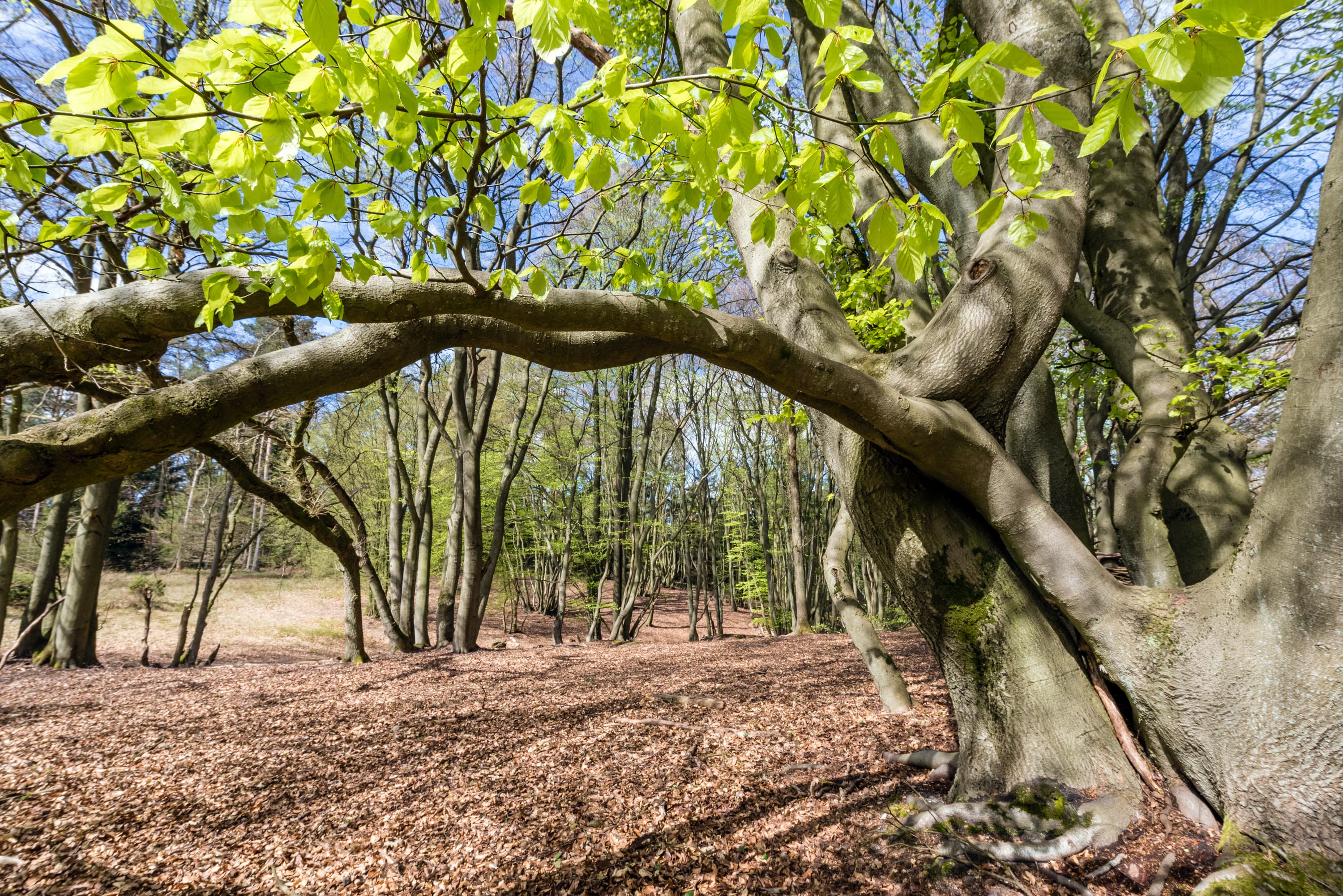 2011-Fruehling-Lueneburger-Heide-erstes-Gruen.jpg