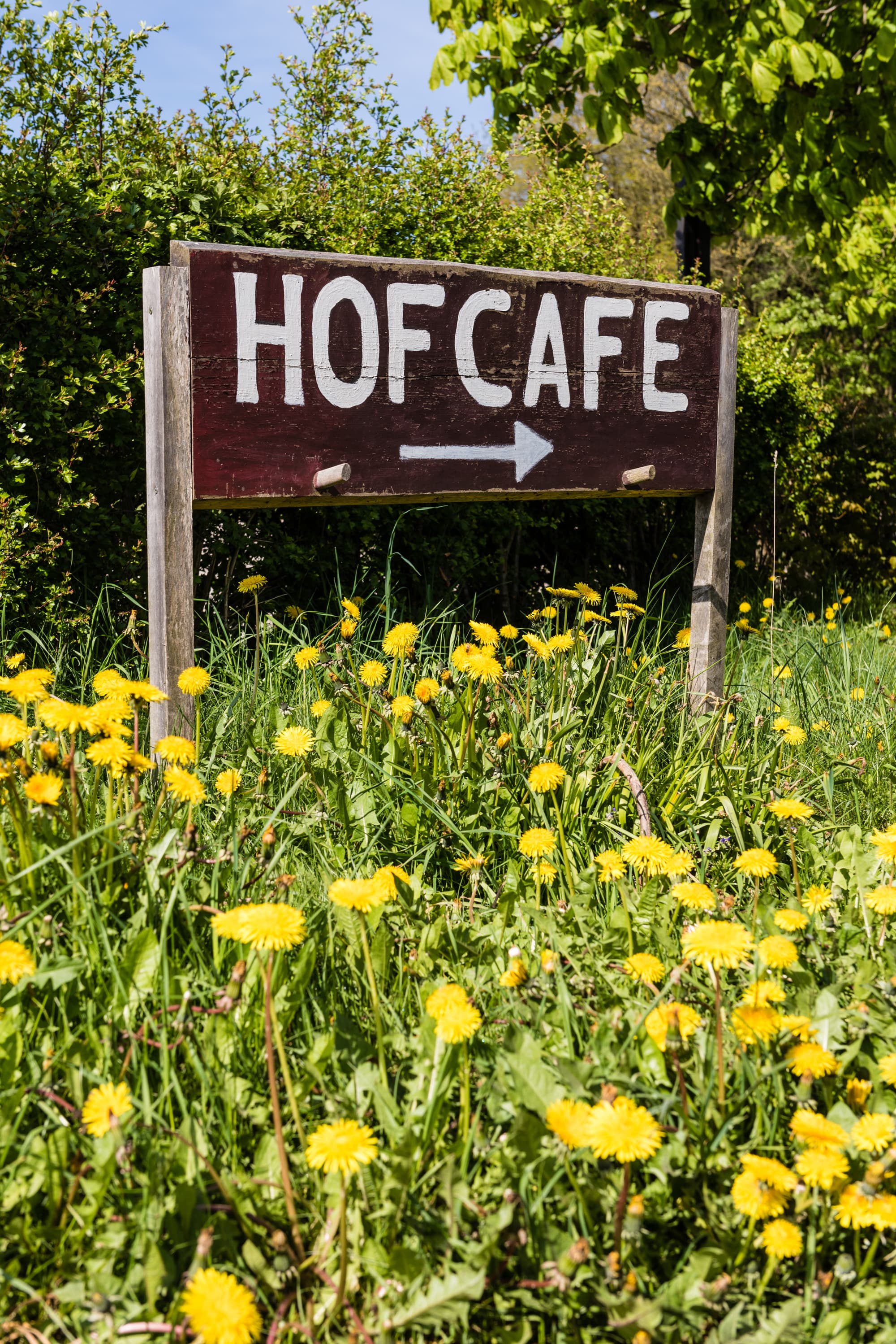 presse bild archiv lüneburger heide frühling blumen