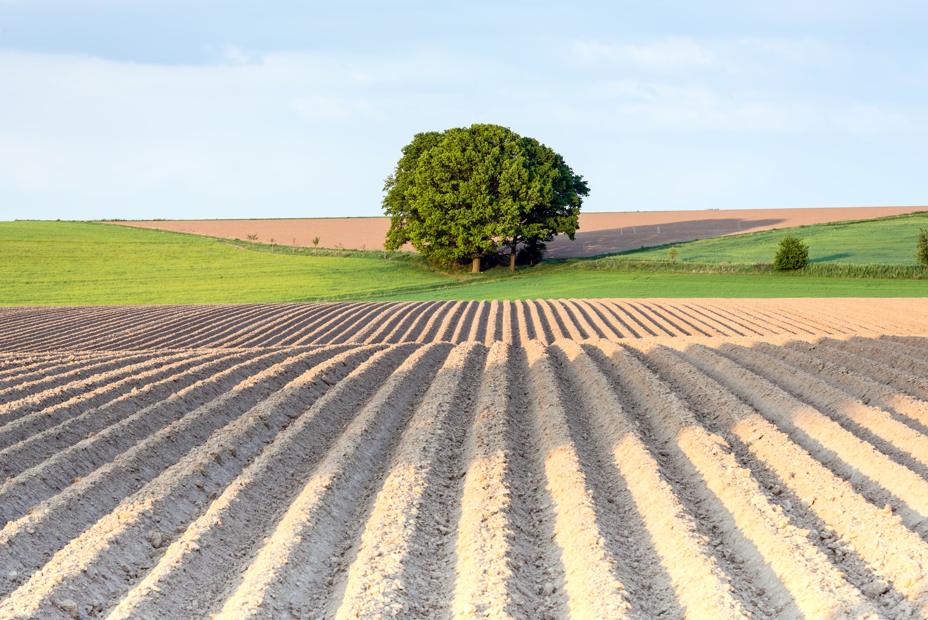 2015-Fruehling-Lueneburger-Heide-Ackerbau.jpg