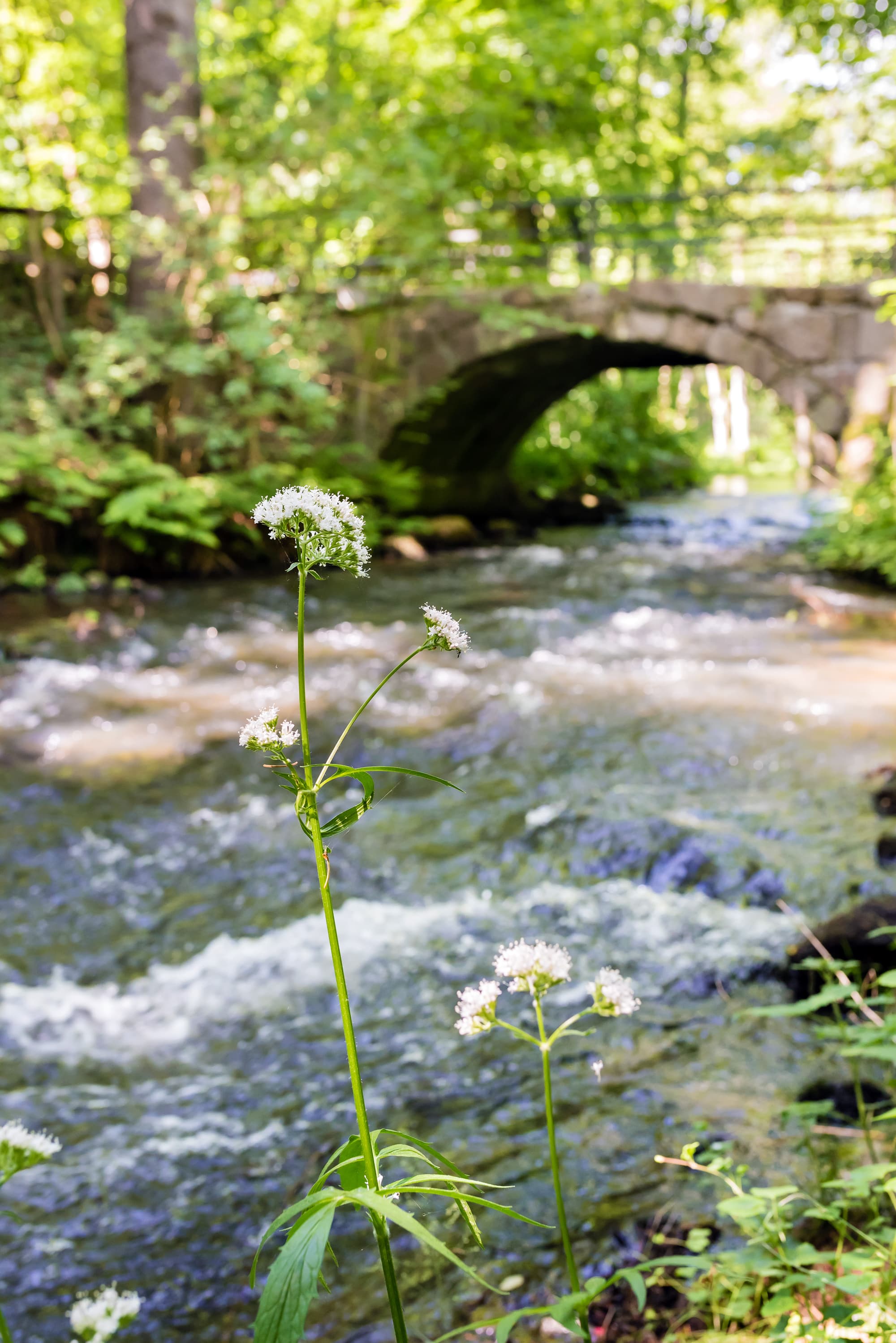 2016-Fruehling-Lueneburger-Heide-Fruehling-an-der-Luhe-hochkant.jpg