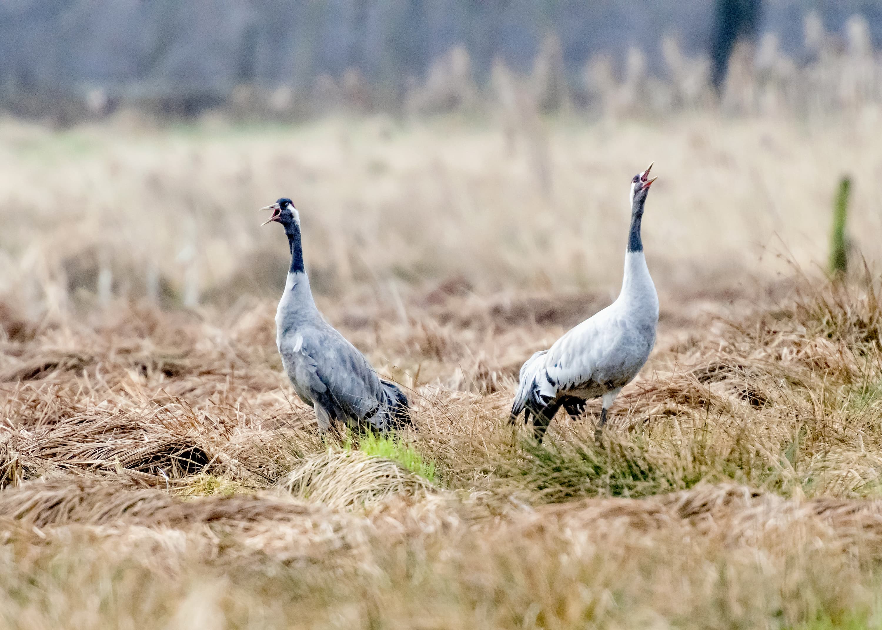 Presse Bild Frühling Lüneburger Heide Kraniche