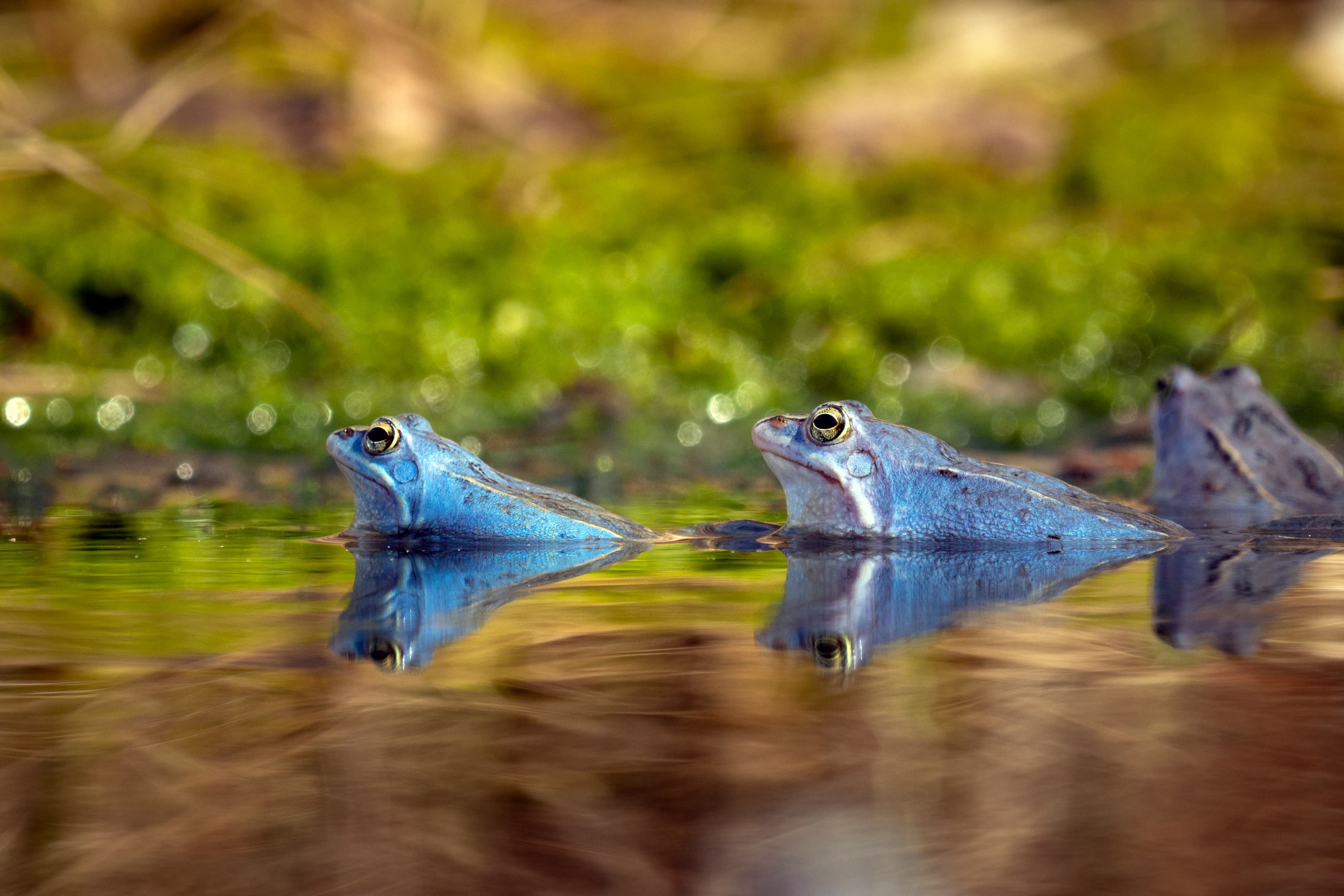 Presse Bild Frühling Lüneburger Heide Moorfrösche werden blau Paarungszeit