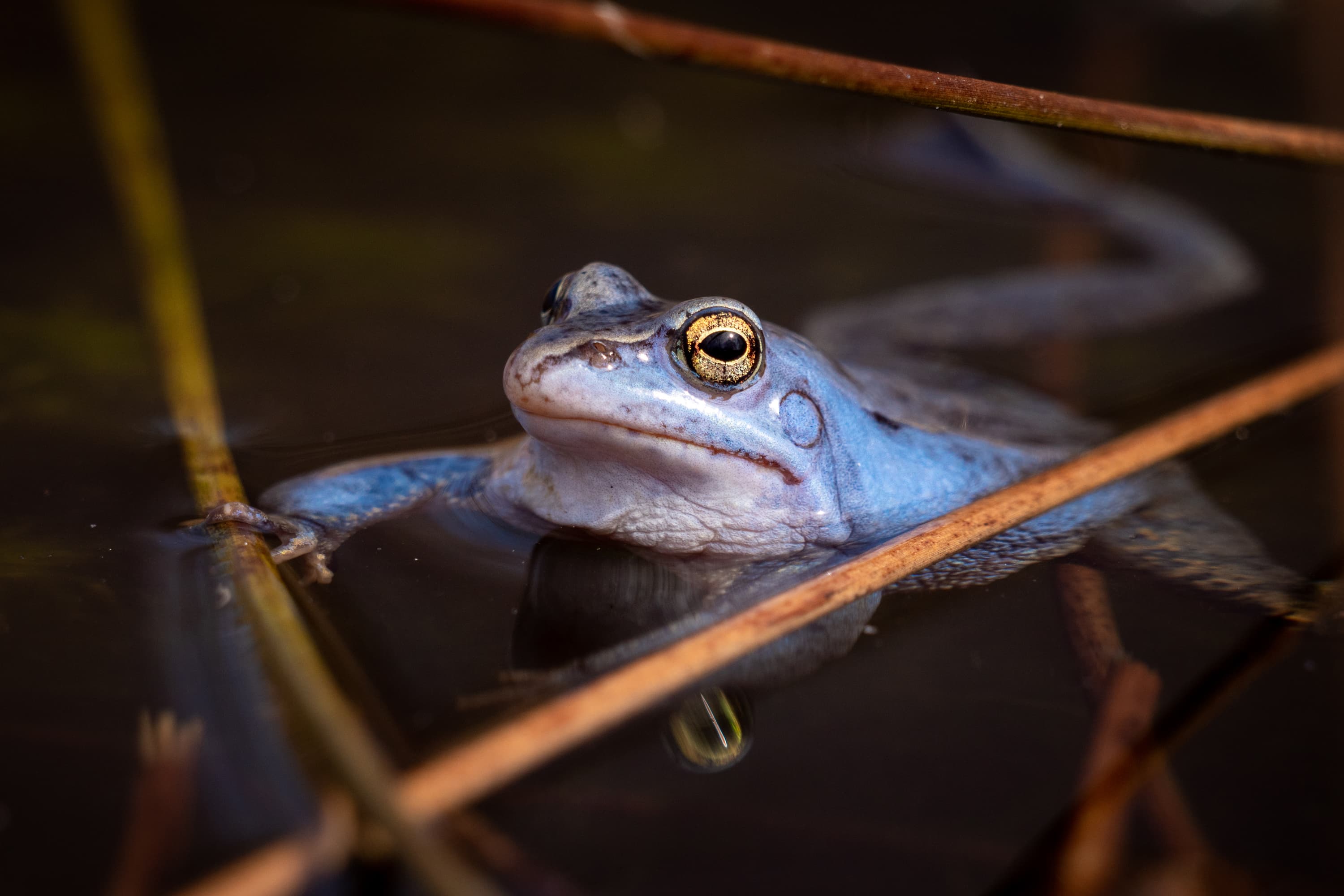 2022-Fruehling-Lueneburger-Heide-Moorfrosch-blau.jpg