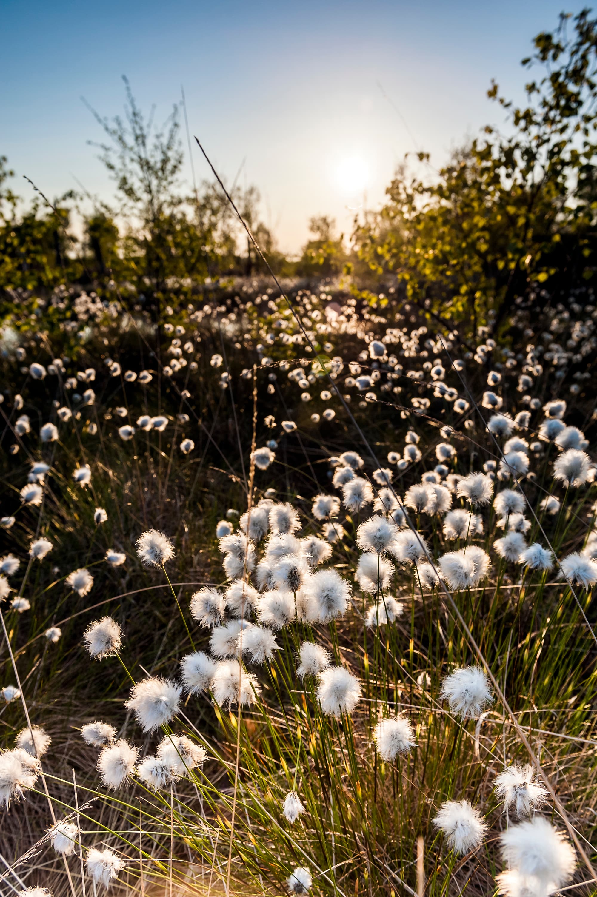 2024-Fruehling-Lueneburger-Heide-Pietzmoor-Wollgras-Bluete-hochkant.jpg