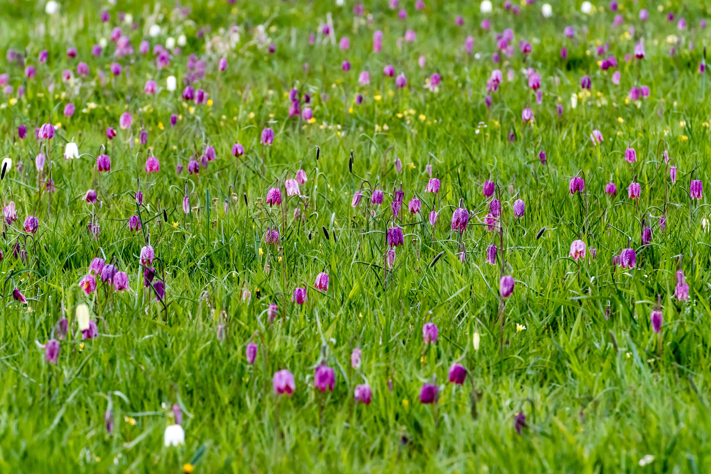 2026-Fruehling-Lueneburger-Heide-Schachbrettblumen--Wiese-Bluete.jpg