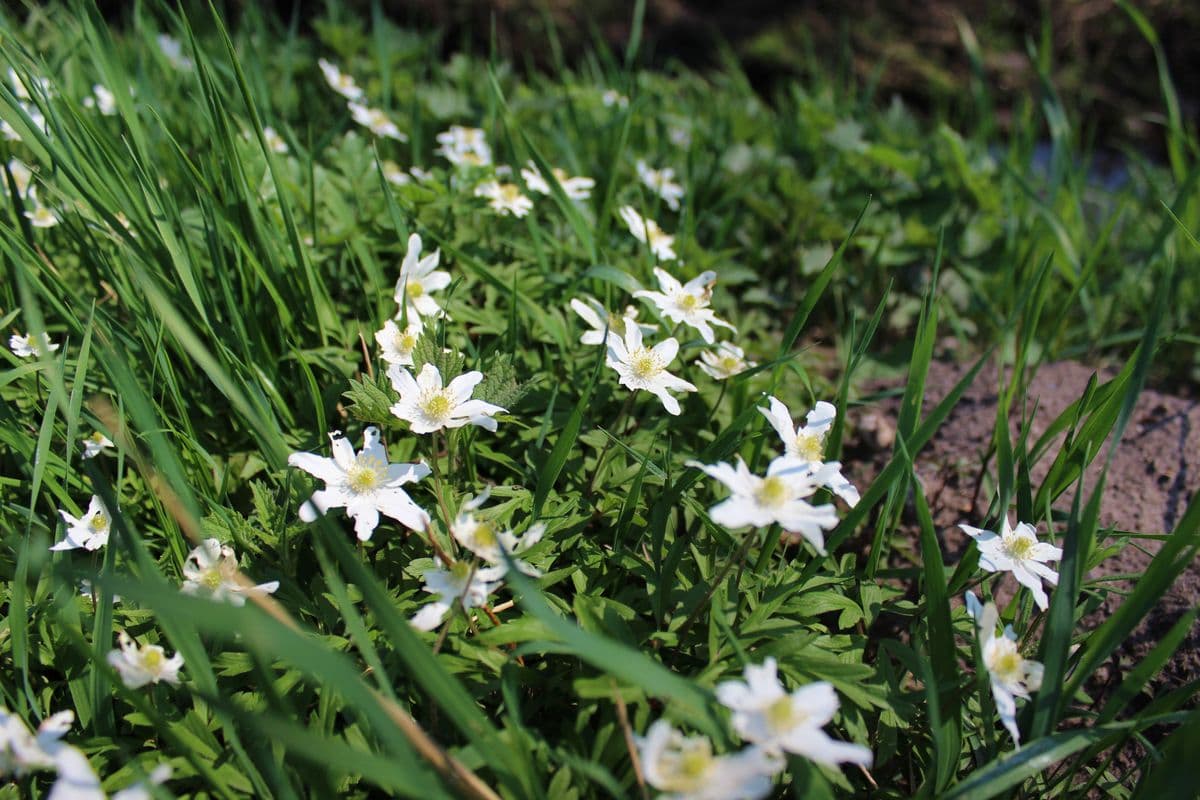 Frühling an den Aschauteichen