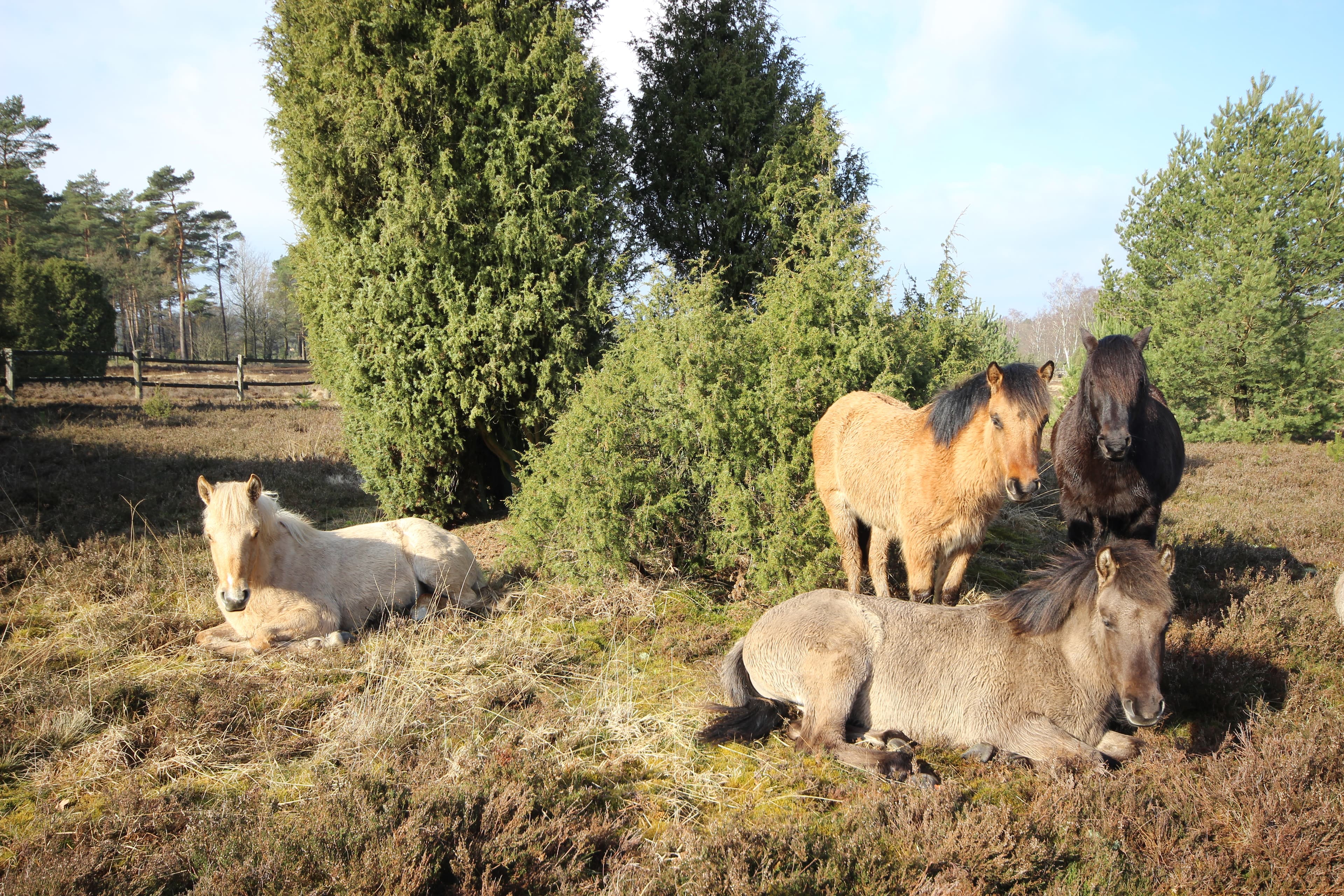 Dülmener Pferde im Radenbachtal bei Undeloh