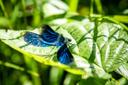 Schmetterling am Fluss-Wald-Erlebnispfad