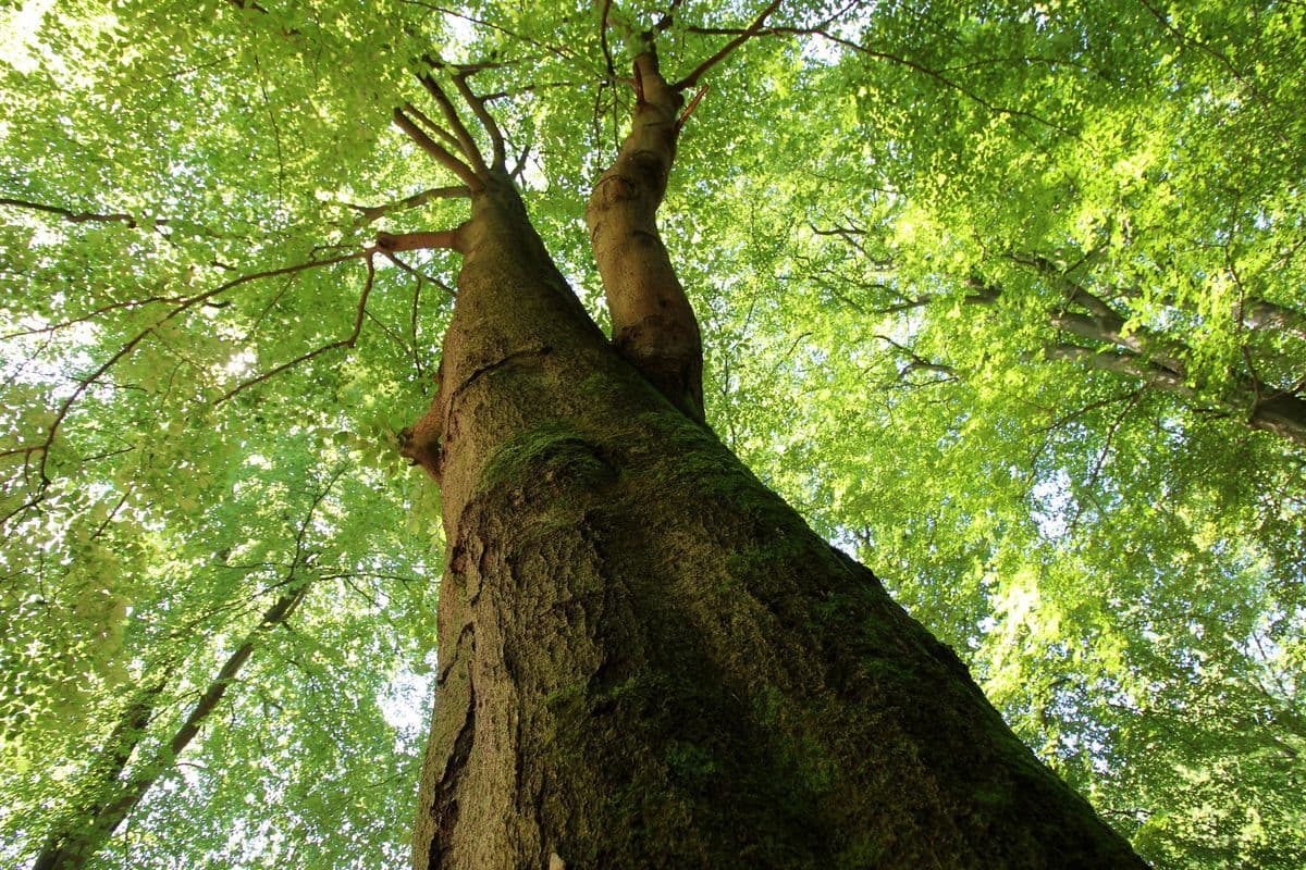 Im Lüßwald bei Unterlüß