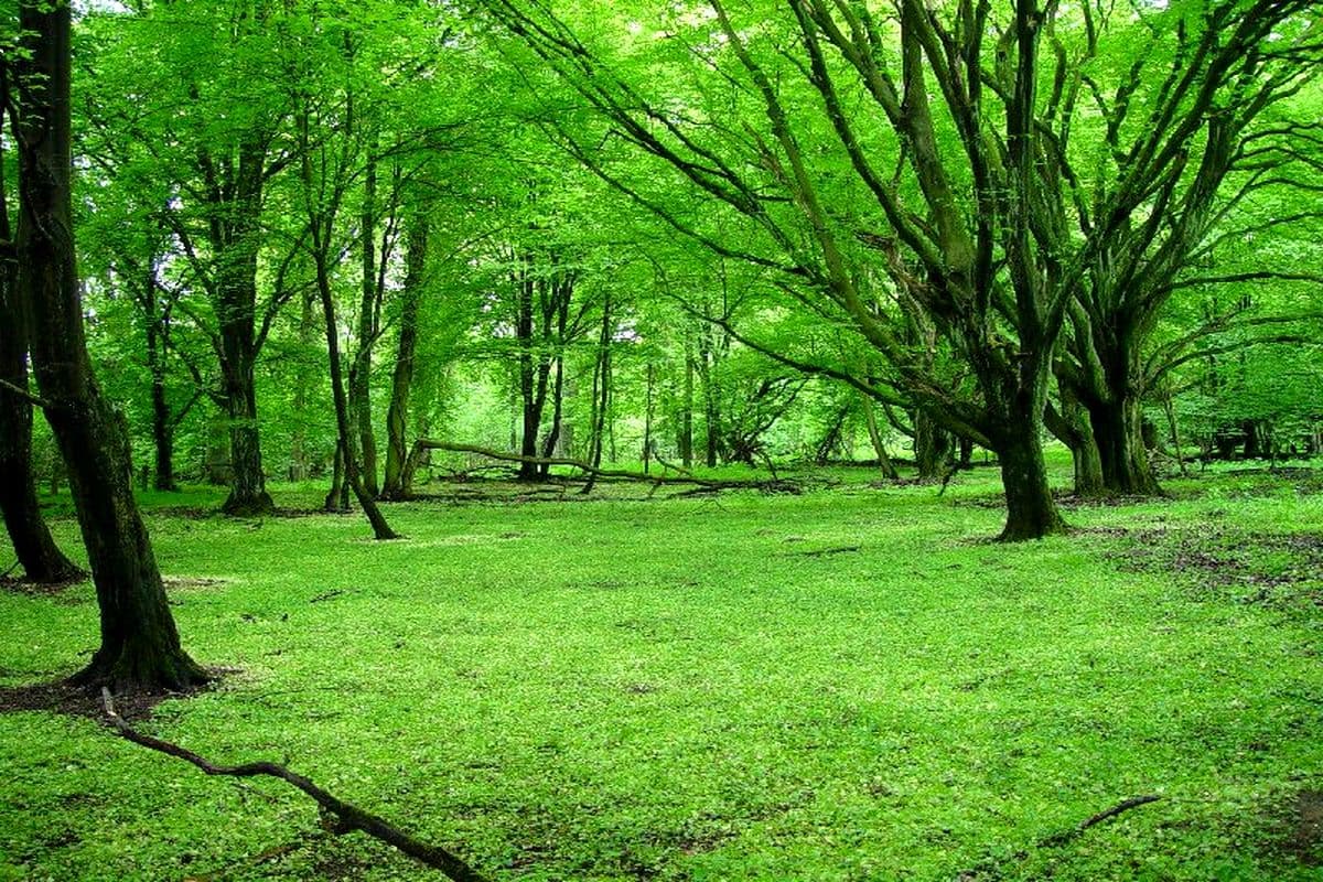 Hutewald an der Hornbosteler Hutweide