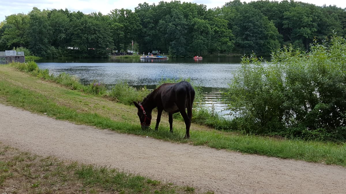 Wandern mit Eseln