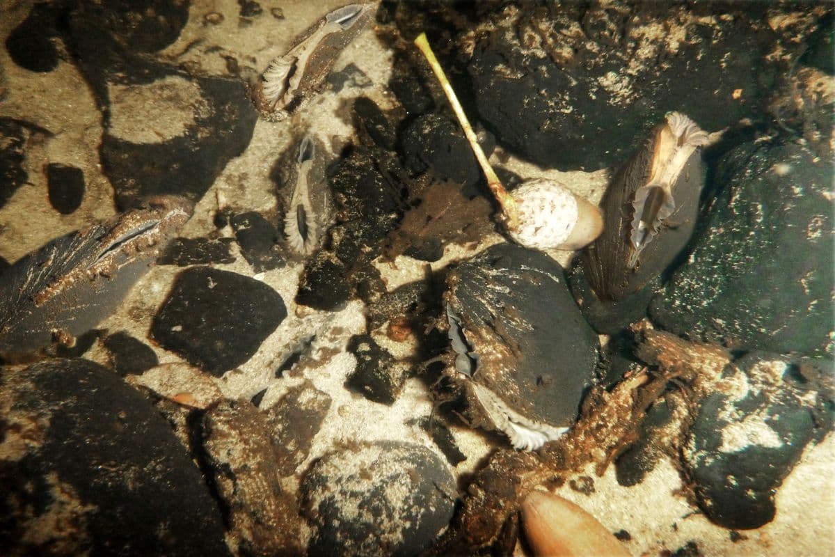 Flussperlmuscheln am Grund der Lutter