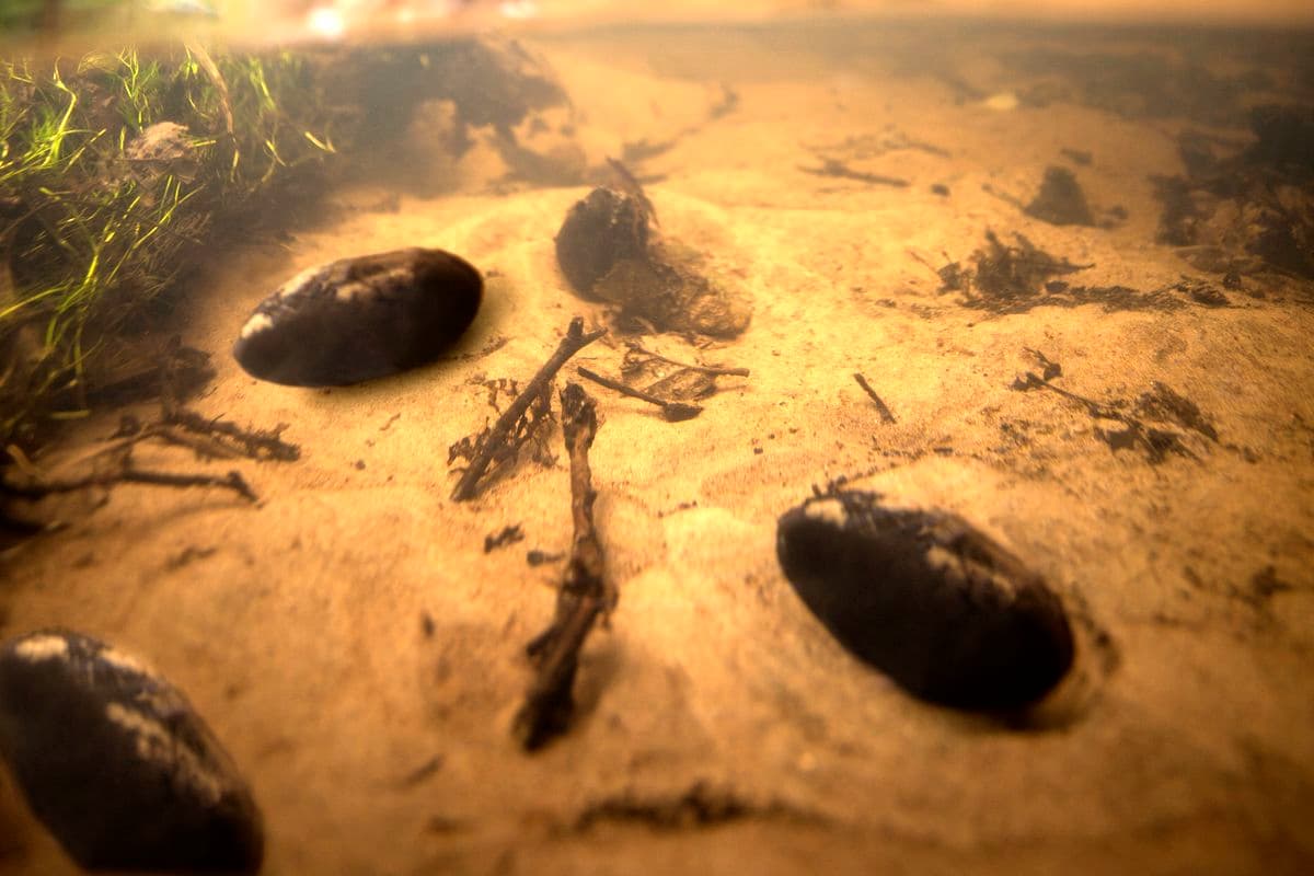 Flussperlmuscheln am Grund der Lutter