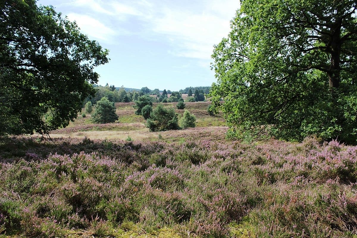 Töps Heide, Hanstedt