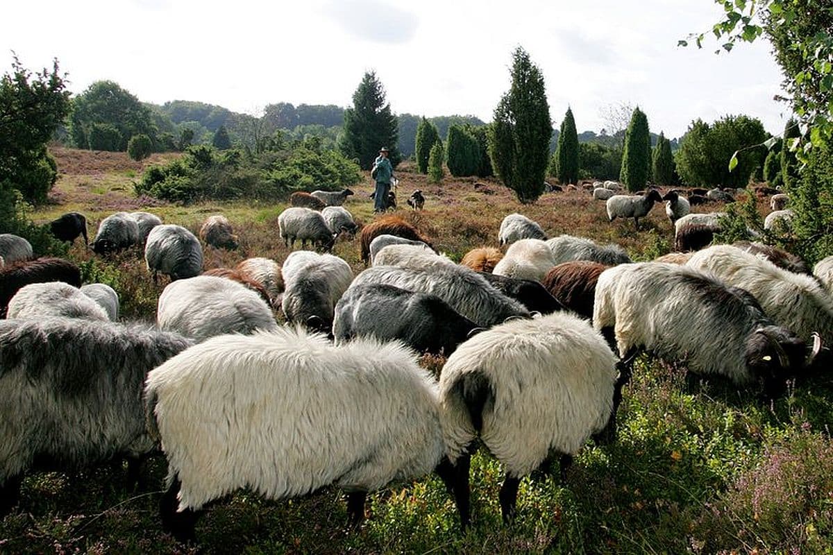 Undeloher Heide, Undeloh, Heidschnucken Heidefläche Heideblüte