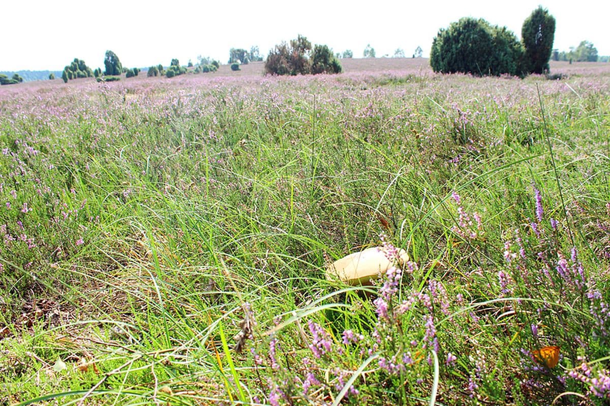 Döhler Heide, Egestorf